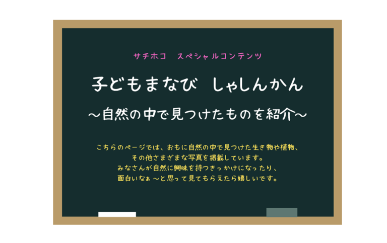 子どもまなびしゃしんかん